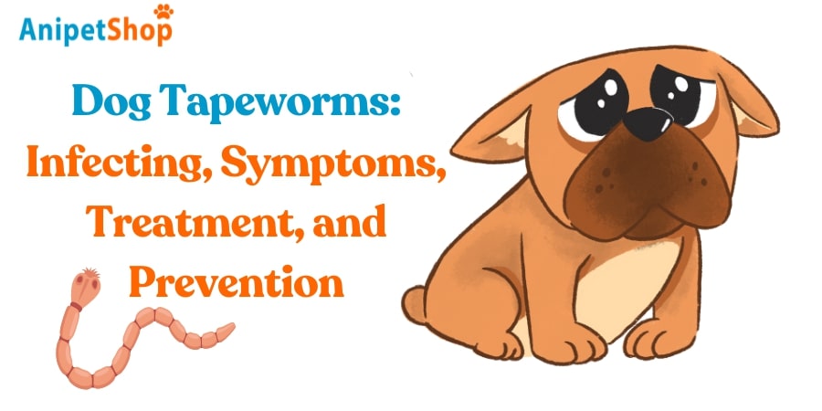Dog Tapeworms: Infecting, Symptoms, Treatment, and Prevention
