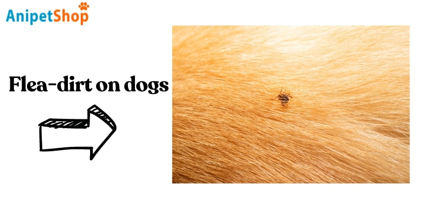 Flea-dirt on dogs 