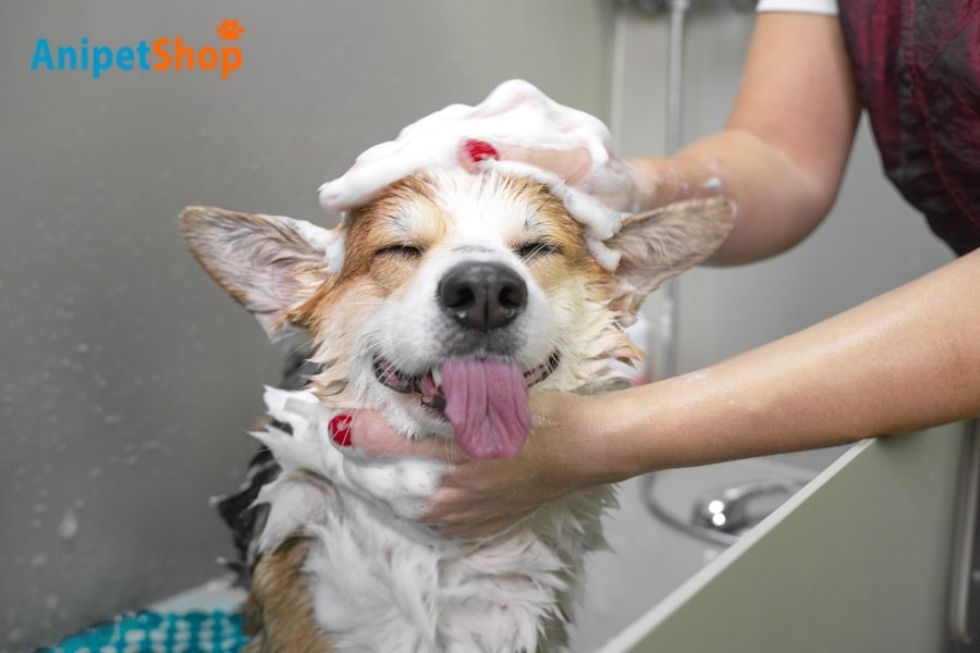 How to Bathe a Dog with Ticks