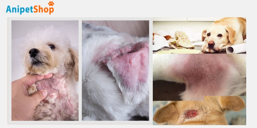 Signs and Symptoms of Flea Allergy Dermatitis