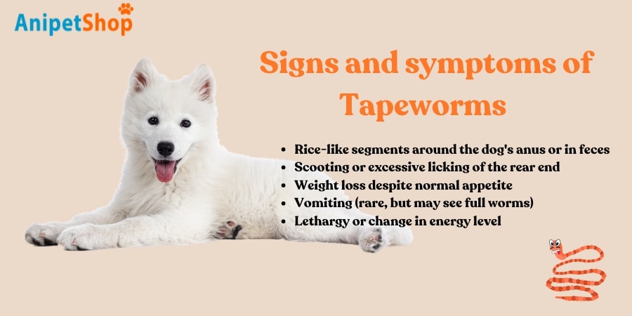 Signs and Symptoms of Tapeworms in Dogs