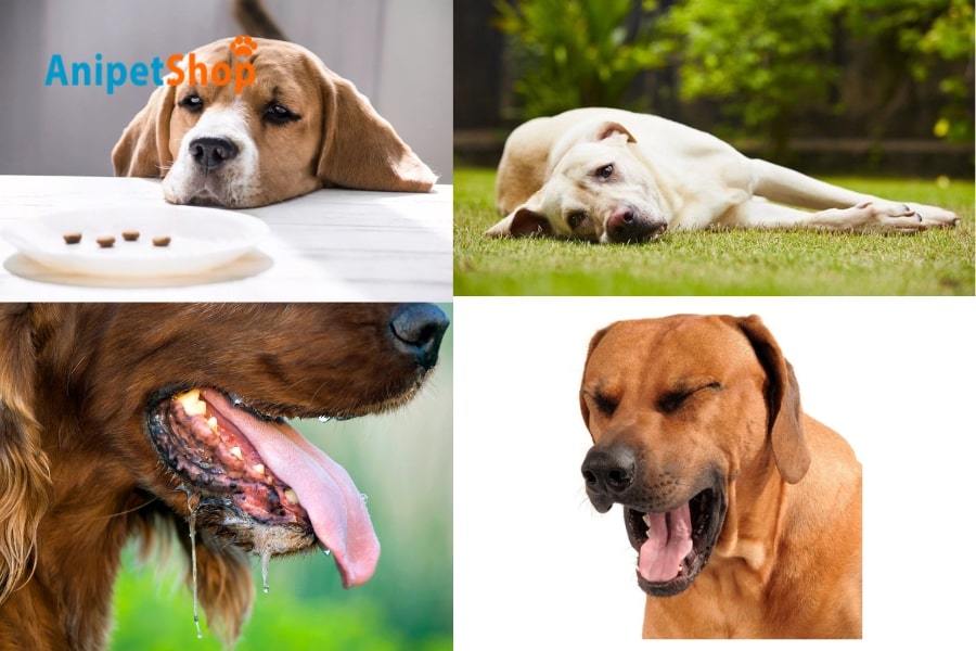 Symptoms of flea and tick medicine poisoning