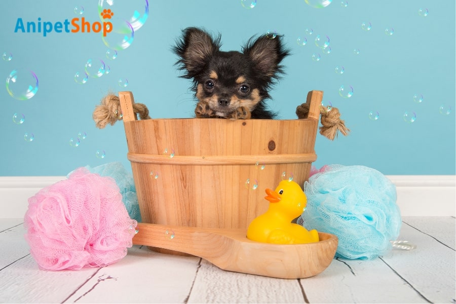 Take A Few Preparations Before Bathing Your Dog