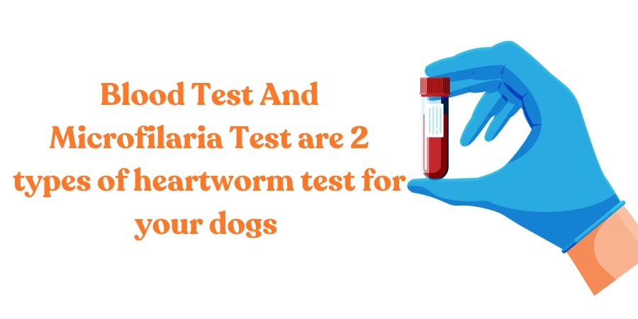 Test Your Dog for Heartworms Once a Year