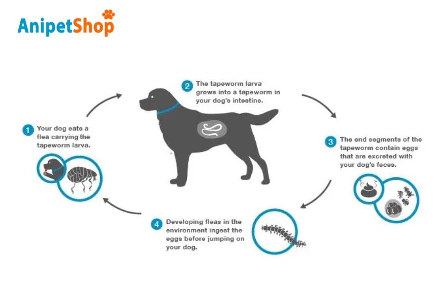 The life cycle of tapeworms in dogs