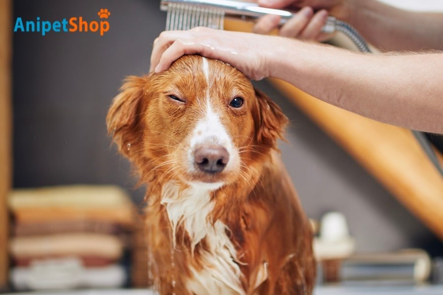 How to Bathe a Dog with Ticks A Safe and Effective