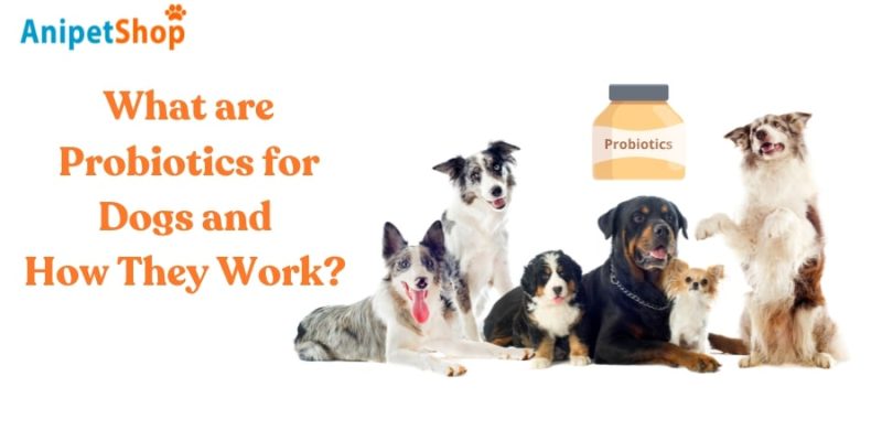 What are Probiotics for Dogs and How They Work?