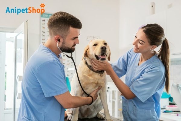 When to See Your Veterinarian