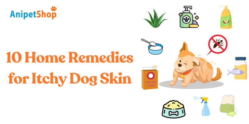 10 Home Remedies for Itchy Dog Skin