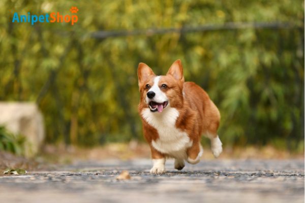 A good immune system enhances dog’s longevity 