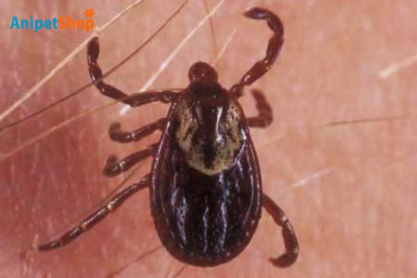 American dog tick