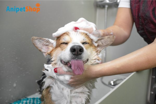 Bath your dogs every 2-3 weeks for better immune system