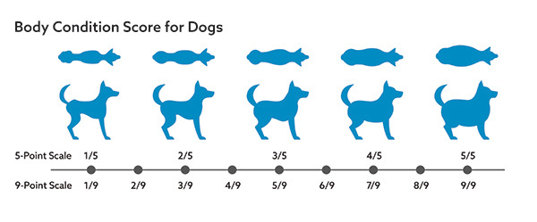 Body condition score for dogs