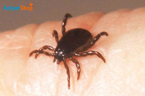 Brown Dog Tick (Rhipicephalus sanguineus)