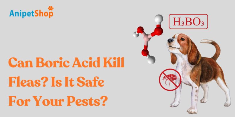 Can Boric Acid Kill Fleas? Is It Safe For Your Pests?