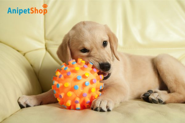 Cleaning toys is crucial to keeping dogs healthy