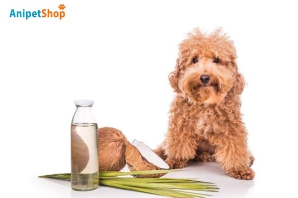 Coconut oil is a natural remedy for preventing itchy dog skin