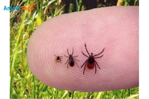 Common ticks in Midwest