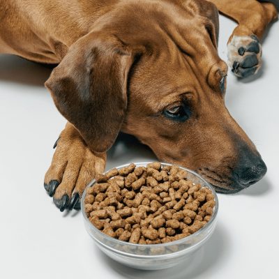 Dry food for dogs 