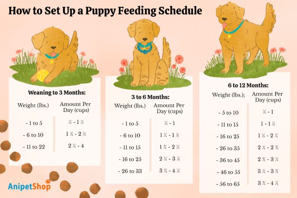 Feeding schedule for dogs 