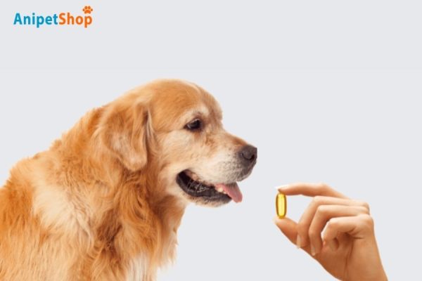 Fish oil is a beneficial supplement for improving the coat and skin health of dogs