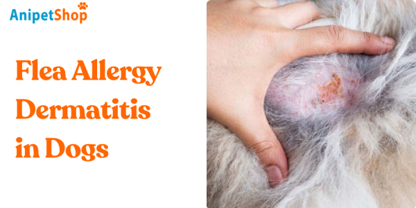 Image showcasing Flea Allergy Dermatitis in Dogs