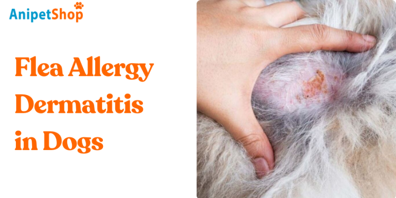 Flea Allergy Dermatitis In Dogs