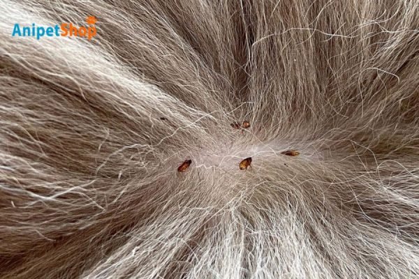 What Temperature Kills Fleas? Your Guide to Beating These Pests