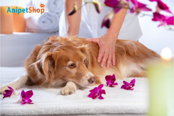 Healing massage can help dogs release stress 