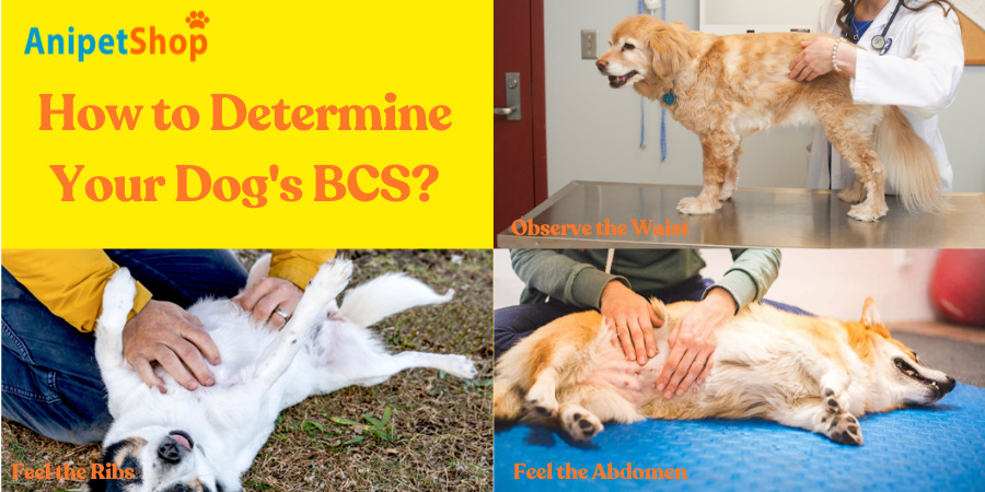 How to Determine Your Dog's BCS?