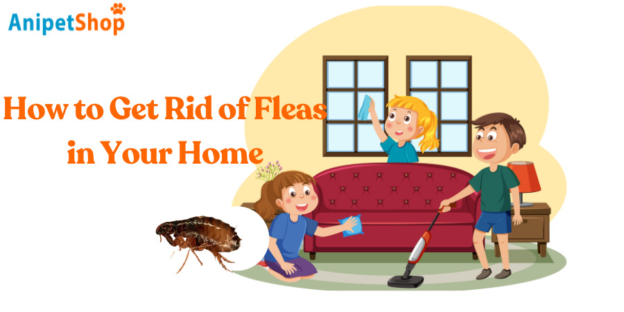 How to Get Rid of Fleas in Your House and Yard