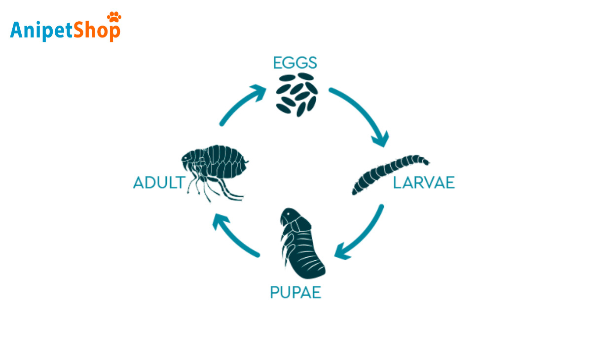 Life cycle of fleas