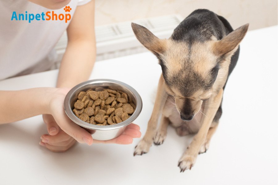 Picture of 9 Natural Ways to Improve Your Dogs' Immune System