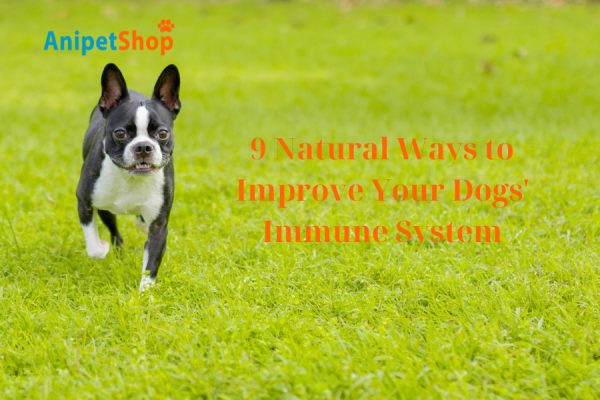 9 Natural Ways to Improve Your Dogs' Immune System