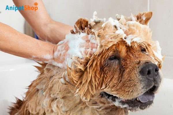 Oatmeal shampoo is a popular and effective remedy for soothing itchy skins