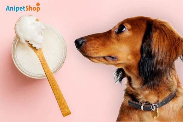 Sugar-free plain yogurt for itchy skins of dogs