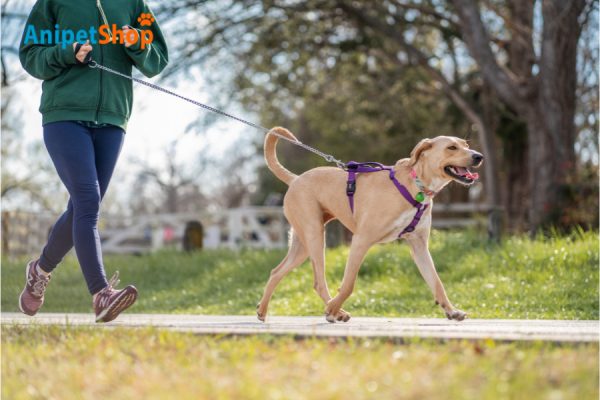 Take your dog a walk can enhance immune system