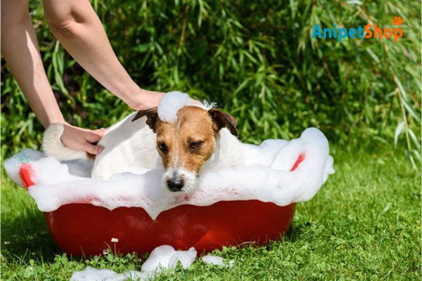 Flea & Tick Prevention