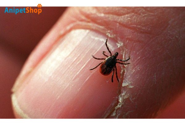 Ticks in the US