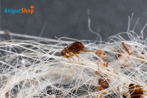 What Temperature Kills Fleas? Your Guide to Beating These Pests
