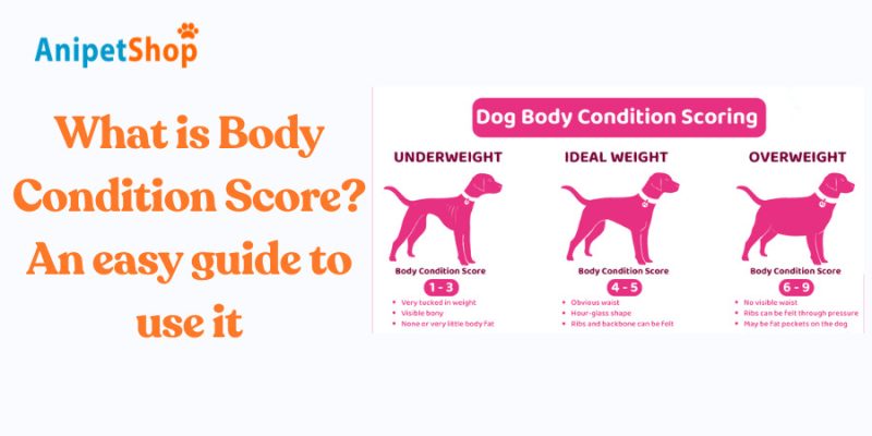 What is Body Condition Score? An easy guide to use it