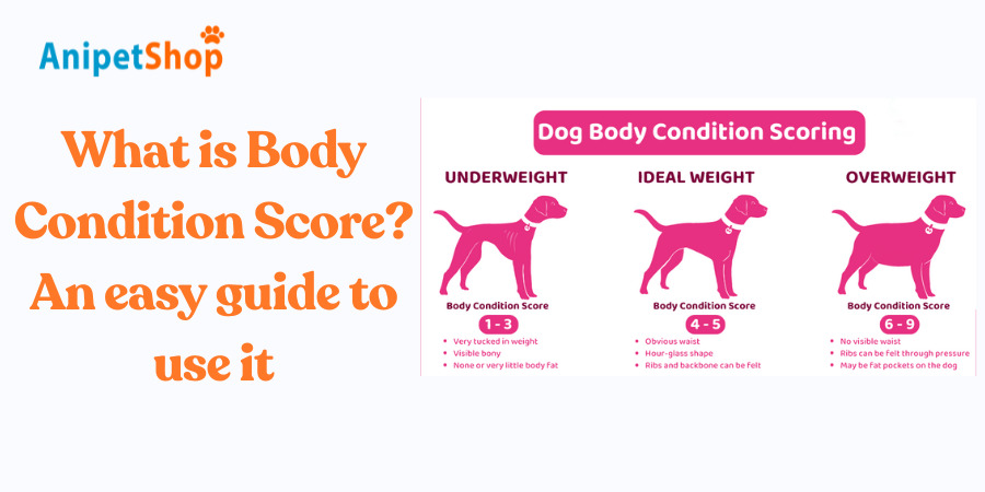 How To Find Your Dog's Body Condition Score?