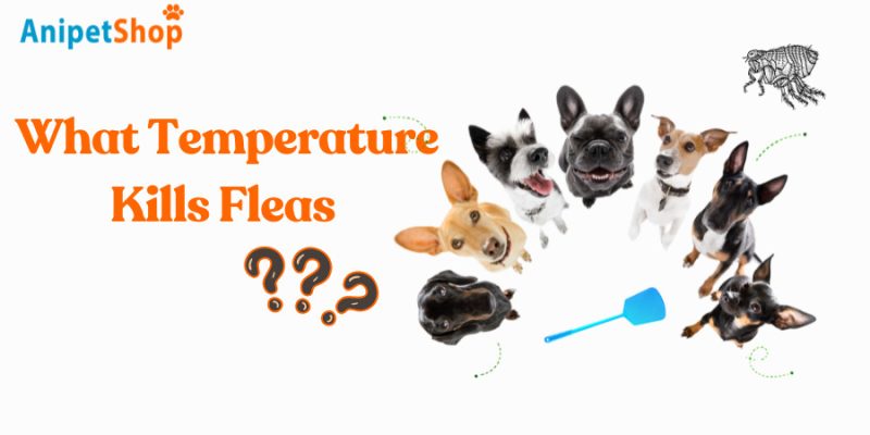 What Temperature Kills Fleas? Your Guide to Beating These Pests