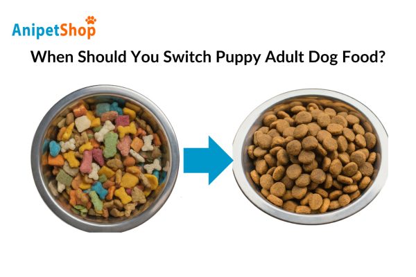 When Should You Switch Puppy Adult Dog Food