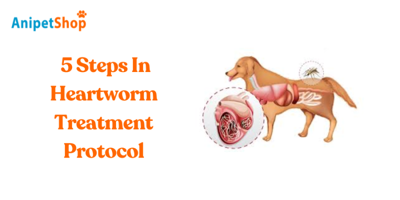 5 Steps In Heartworm Treatment Protocol