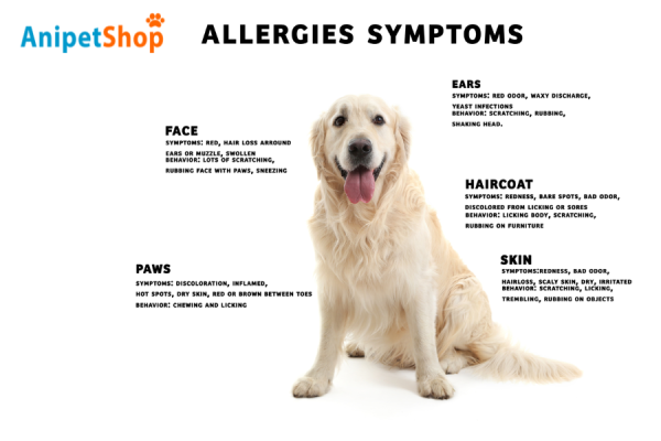 Allergies in Dogs