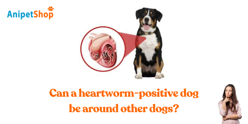 Can a heartworm-positive dog be around other dogs?