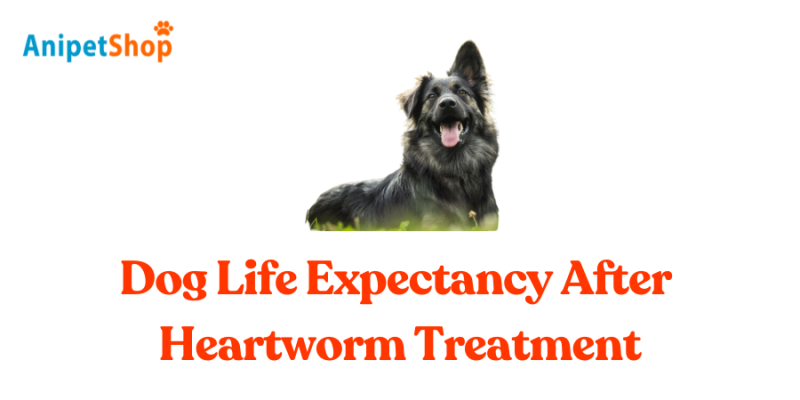 Dog Life Expectancy After Heartworm Treatment