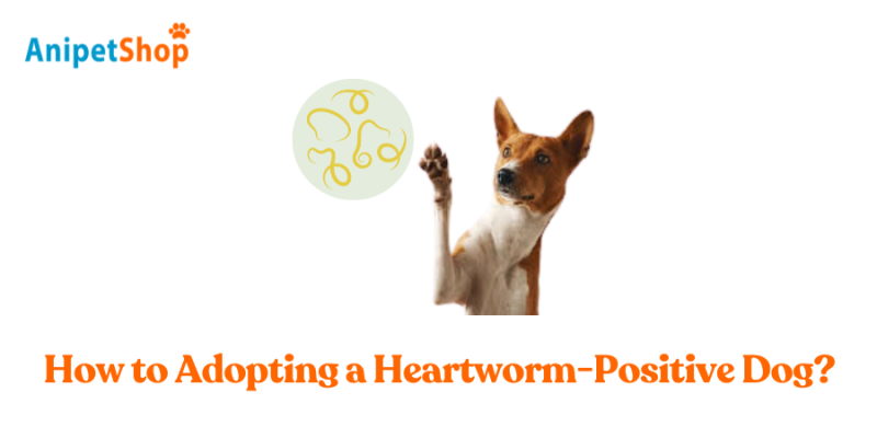 How to Adopting a Heartworm-Positive Dog