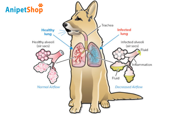 Respiratory Diseases in Dogs